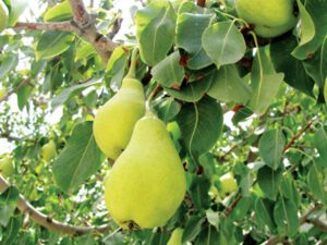 خرید نهالا گلابی شاه میوه + قیمت