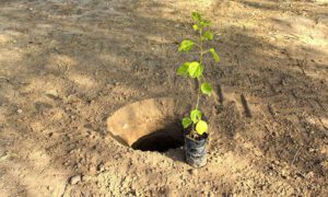 ۱۰ اشتباه خطرناک هنگام حملونقل و کاشت نهال