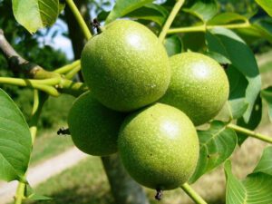 خرید نهال گردو فرنت