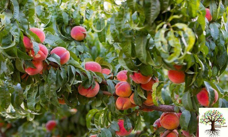 کاشت و نگهداری درخت شلیل