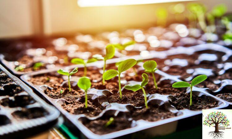 خرید بهترین سم حشره کش برای گیاهان آپارتمانی