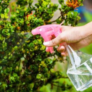 زمان سم پاشی درختان میوه