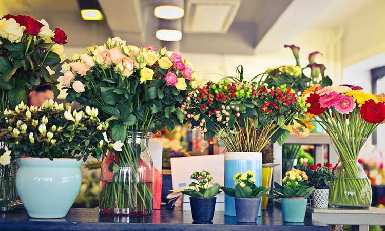 خرید گل و گیاه آپارتمانی آنلاین