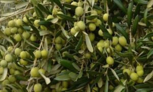 فروش عمده نهال میوه