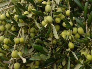 فروش عمده نهال میوه