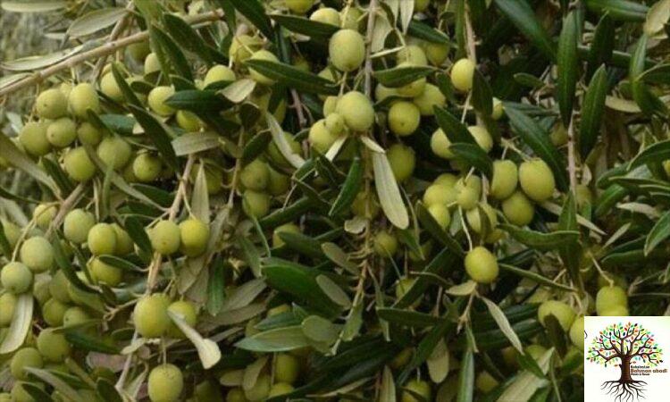 خرید نهال زیتون و قیمت نهال زیتون