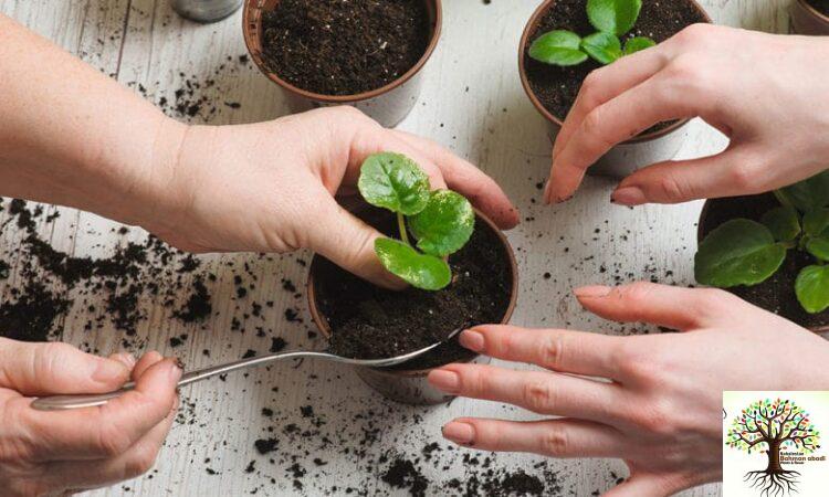 کود تقویت گلهای آپارتمانی