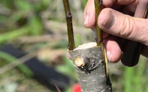 زمان پیوند درخت