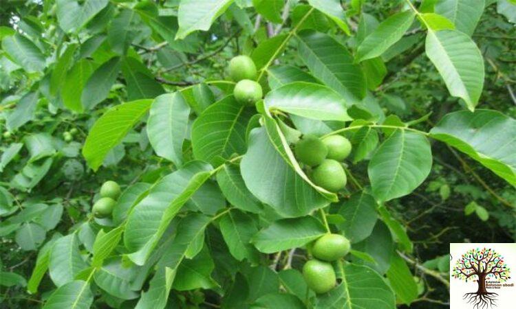 خرید نهال میوه باکیفیت