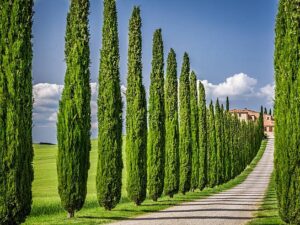 خرید عمده سرو شیراز