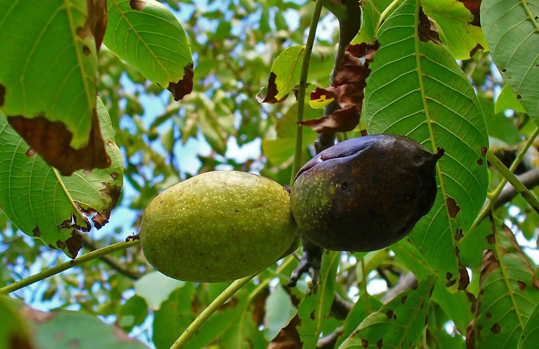 گردو