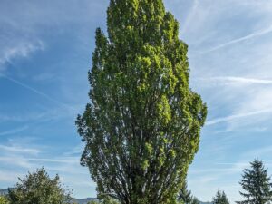 کدام نهال زود رشد می‌کند