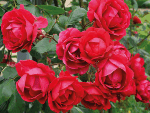 خرید عمده ساناز رونده