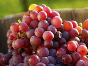 خرید نهال انگور فلیم سیدلس