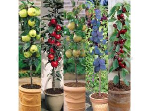 درختان پایه رویشی-پایه کوتاه