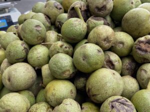 خرید نهال گردو کرج