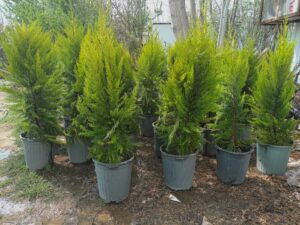 خرید نهال کاج لاوسون و قیمت ان