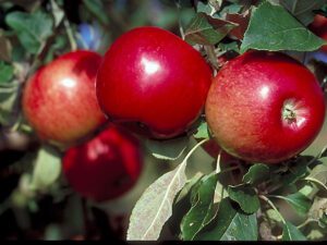 خرید نهال عمده سیب کرج