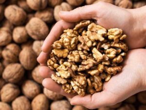 خرید نهال گردو و قیمت ان