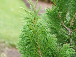 خرید نهال عمده کامیس پاریس