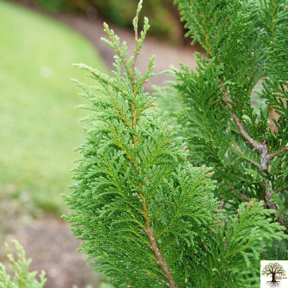 خرید نهال عمده کامیس پاریس خرید نهال عمده کامیس پاریس