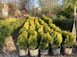 خرید نهال کامیس پاریس و قیمت ان