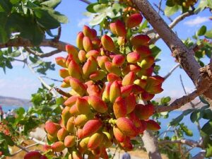 پسته چند ساله میوه می دهد ؟