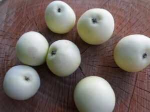 خرید نهال سیب سفید و قیمت ان