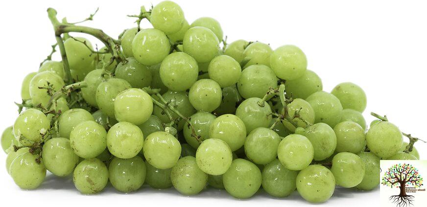 خرید نهال انگور موسکات