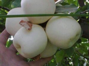 خرید نهال سیب سفید