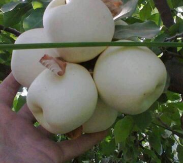 خرید نهال سیب سفید