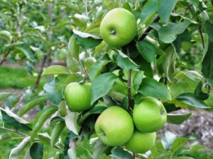 خرید نهال عمده سیب کرج