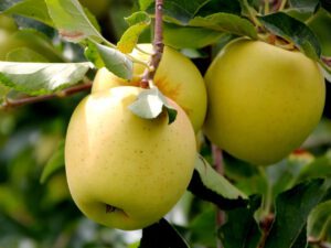 خرید نهال سیب لبنانی + قیمت