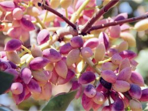 خرید نهال عمده پسته