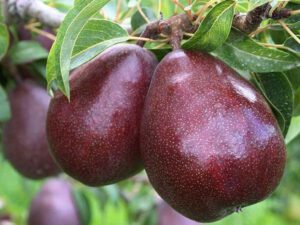 خرید نهال گلابی آنجو + قیمت