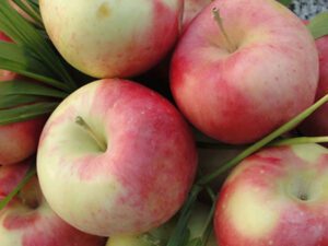 خرید نهال سیب گلاب