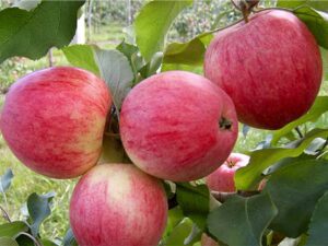 خرید نهال سیب گلاب