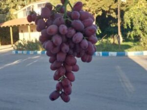 خرید انگور جوین + قیمت