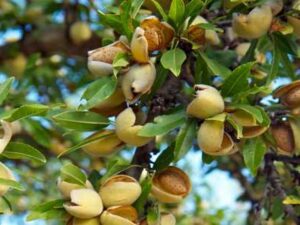 بادام تگزاس