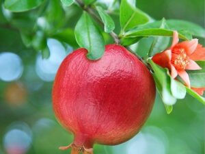 خرید نهال عمده انار