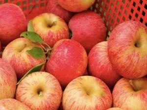 خرید نهال سیب گلاب + قیمت