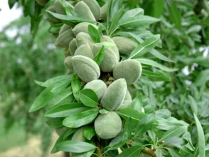 خرید نهال عمده بادام