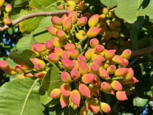 خرید نهال عمده پسته