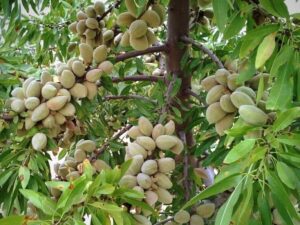 خرید نهال بادام دیرگل آذر+ قیمت