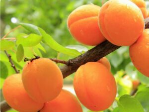 رید نهال زردال پرتقالی +قیمت