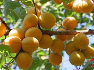 خرید نهال زردالو+قیمت