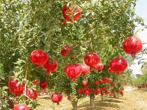 انار پایه کوتاه