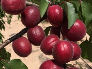 خرید نهال زردالو پوست قرمز+قیمت