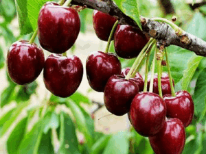 خزید نهال گیلاس گزیلا پایه رویشی +قیمت