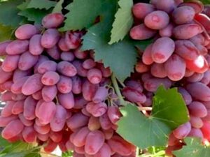 انواع انگور